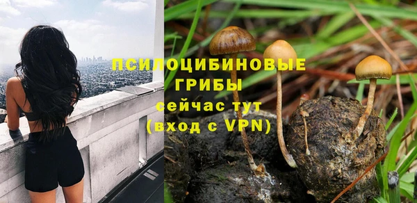 стаф Аркадак